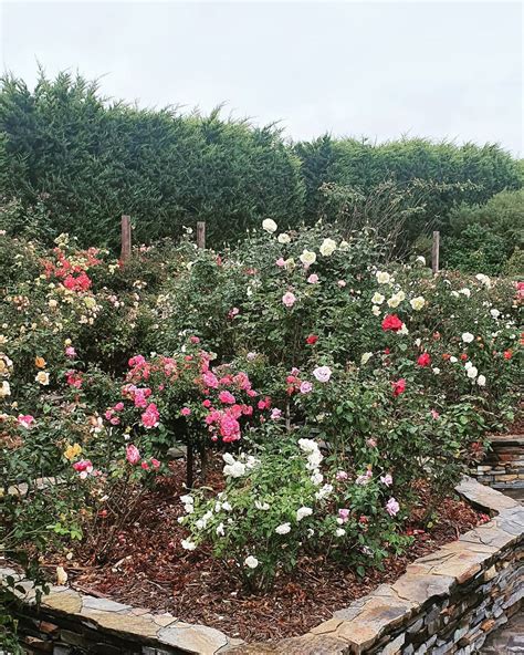 Rose Garden Ideas To Try In Your Own Yard