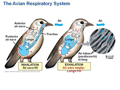 The Respiratory System Of Birds Source Download Scientific Diagram