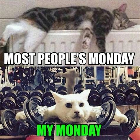 Forget Doing Delts On Caturday Do Em On Monday No Shoulder Pads Required Workout Humor Gym