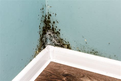 How To Identify And Get Rid Of Black Mold From Water Damage