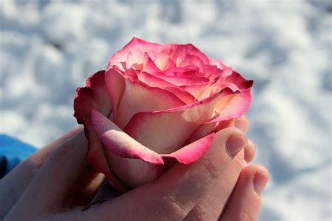 Free Images Blossom Flower Petal Love Red Romance Romantic