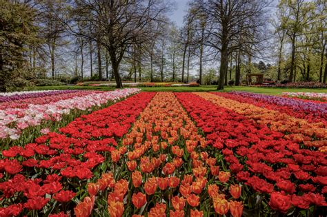 Jardins de tulipas de Keukenhof na Holanda abrem portas para uma