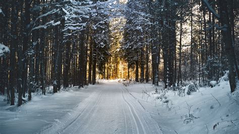 Wallpaper Winter Trees Path Snow Sunshine 5120x2880 Uhd 5k Picture