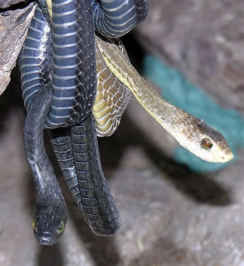 Filedispholidus Typus Boomslang Snakes 21999257735 Wikimedia