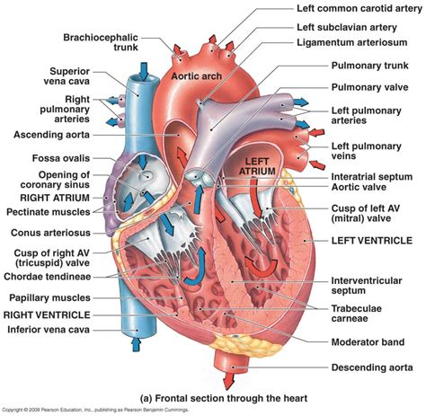 Anatomy Of The Heart Diagram Quizlet