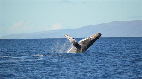 Humpback whale is part of artwork (icons, cursors, wallpapers), which is supported by the following people Humpback Whale Wallpaper (62+ pictures)