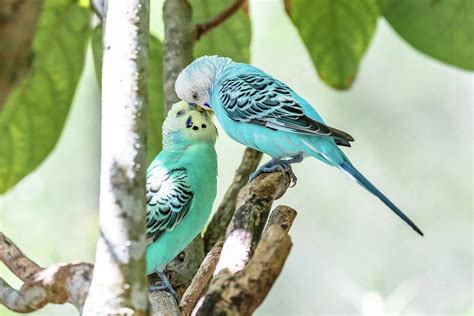 Blue Parakeets Kissing Photograph By Garrick Besterwitch Pixels