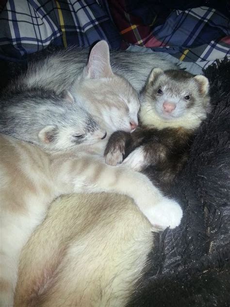 Well Maybe Your Kitty Would Love A Ferret Sibling To Keep Them Company