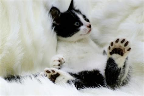 8 Fascinating Facts About Polydactyl Cats And Their Extra Toes