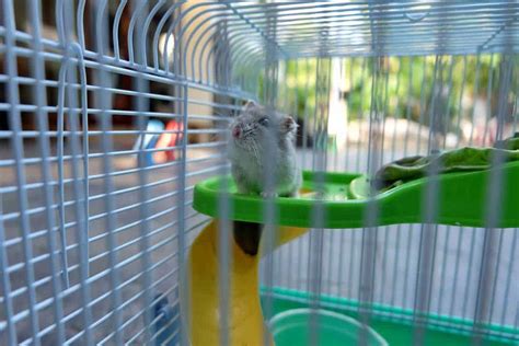 The Complete Hamster Cage Maintenance Guide Hamsters 101