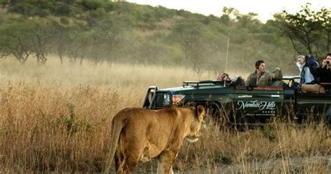 Nambiti Private Game Reserve Safari