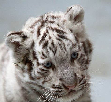 51 Best White Tiger Cubs Images On Pinterest White Tigers White