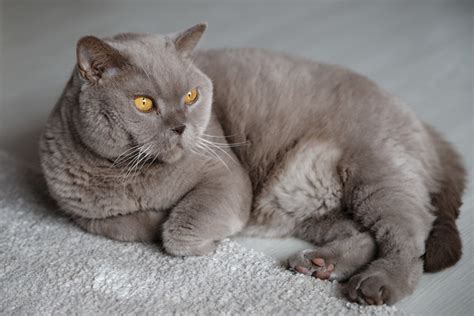 British Shorthair Cat Pictures And Information Cat