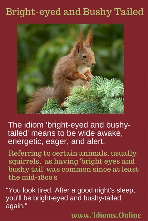 Bright Eyed And Bushy Tailed Idioms Online