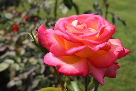 Beautiful Rose Flowers Hd Pictures Best Flower Site