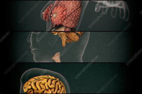 Together they comprise the female reproductive system. Female internal organs - Stock Image - F018/1182 - Science Photo Library