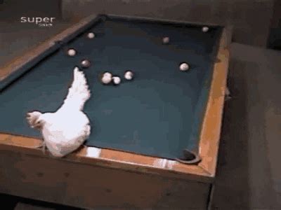 Billiard Lesson From The Chicken Too Cute To Bear