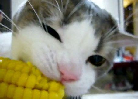 Check out on how corn affects your cat digestion system. Cat's Eye View @ MPL: Not on Your Life, Dunk Tank!