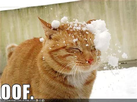 Cat Standing Up Snow Meme