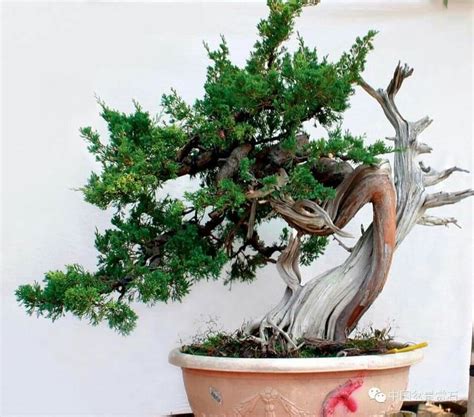 Pin Oleh Bagus Wijaya Di Bonsai Insp