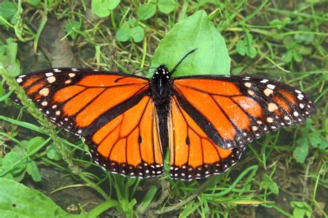 Monarch Butterflies Mexperience