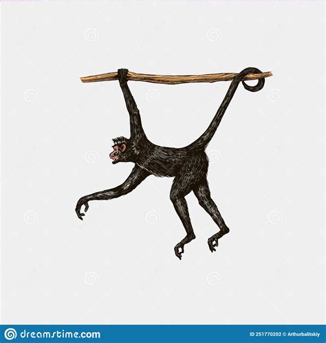 Spider Monkey Or Southern Muriqui Hanging On A Tree Hand Drawn