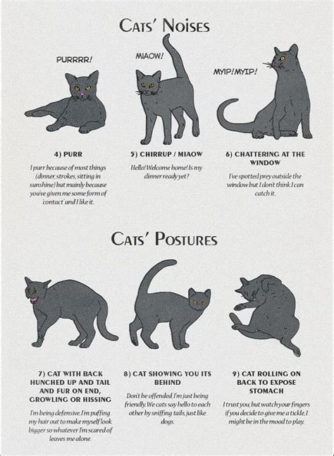 Infographic Cat Behavior And Body Language Explained Cat Behavior