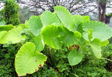 This is in reference to the particular shape of the leaves. Tung Kin Foong's Blog: The Elephant Ear Plant (Alocasia ...