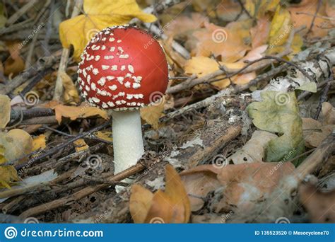 Red Mushroom Fly Agaric With White Dots On One Side In A Park Stock