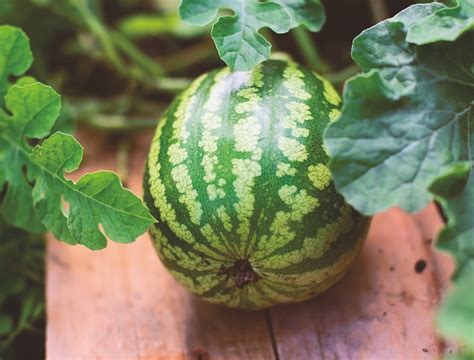 How To Grow Melons From Seed Thompson And Morgan
