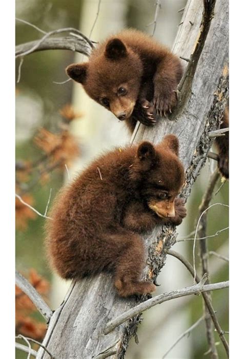 Cute Little Bear Cubs Up A Tree Cute Baby Animals Cute Animals