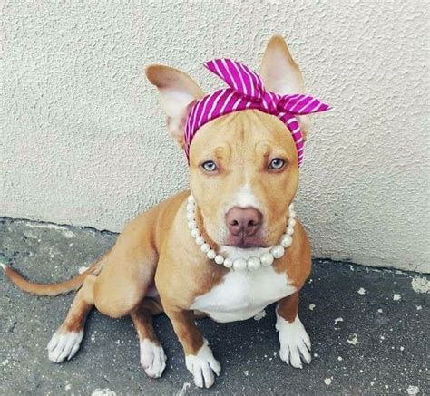 January 14 Is National Dress Up Your Pet Day Pitbull Costumes Dog