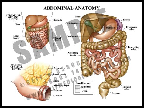 Abdominal Anatomy Sanda Medical Graphics