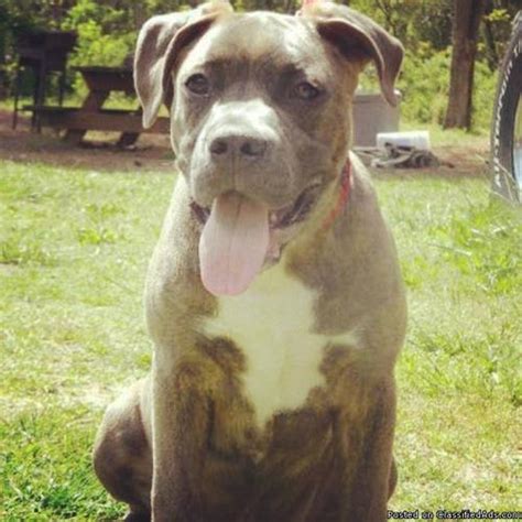 We occasionally have xl puppies for sale. Ukc blue brindle pitbull puppy for sale for Sale in ...