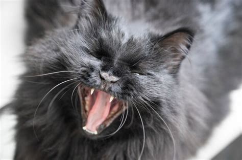 Premium Photo A Black Fluffy Cat With Yellow Eyes Lies And Yawns At Home