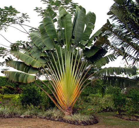 Buy Ravenala Madagascariensis Traveller Palm Visiri Vazhai விசிறி