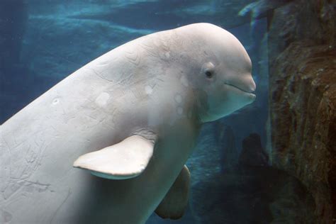 Beluga Whales Live In The Arctic Waters Around Alaska
