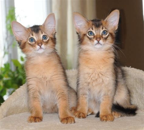 Somali Cat Blue Ruddy Red Breed Info Personality