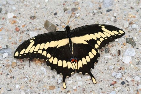 Giant Swallowtail Butterflies Of Tucson Arizona · Inaturalist