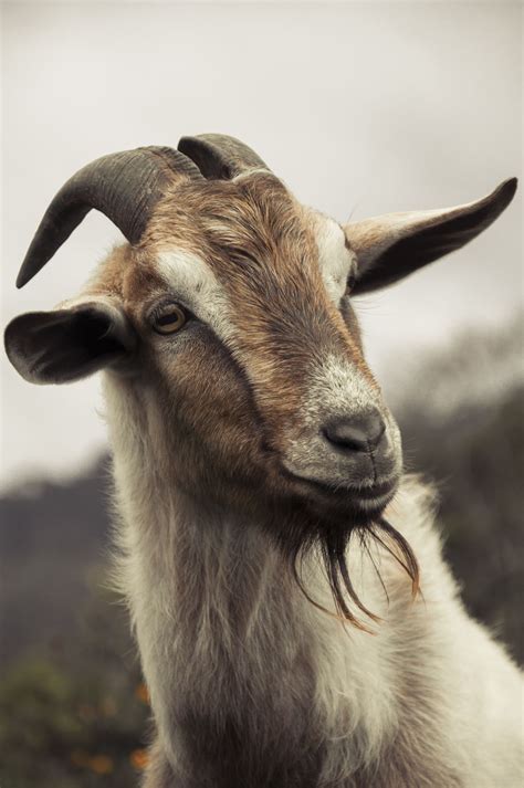 Cabra Animal Photography Goat Paintings Cute Goats