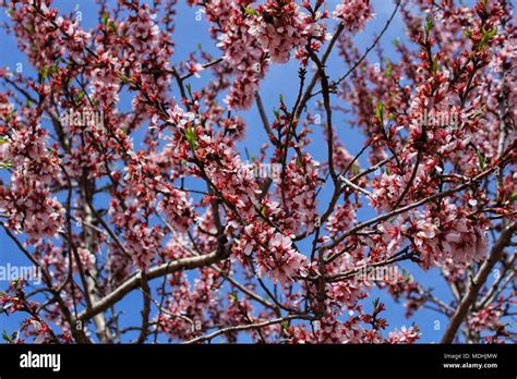 Pink Almond Tree Flowers In Bloom Under Blue Sky Stock Photo Alamy