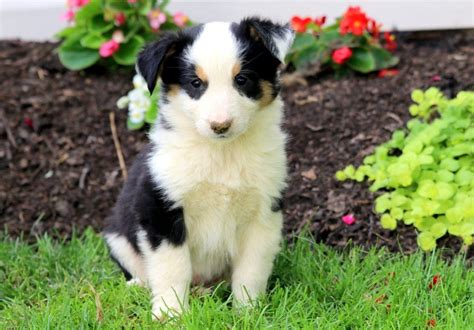 Bernese Mountain Dog Mix Puppies For Sale Puppy Adoption