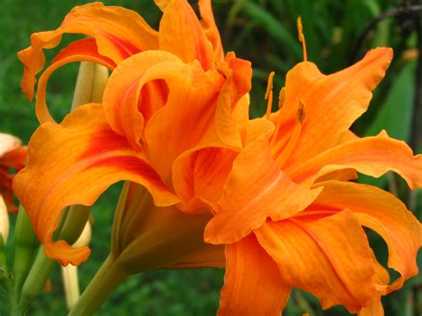 File:Orange Daylily.jpg - Wikipedia