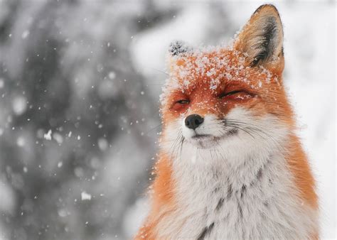 Cute Fox Enjoys Snow By Matyas Szendi R Pics