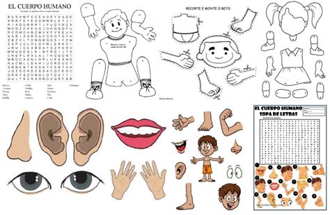 Partes Del Cuerpo Humano En Dibujos Para Colorear Y Armar Sopa De