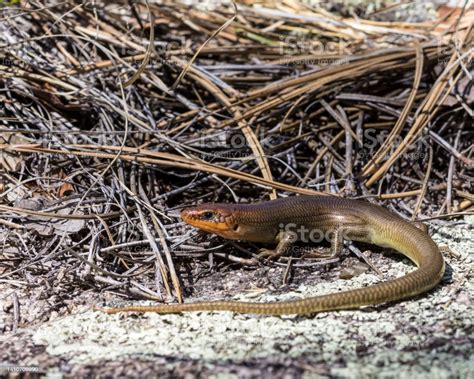 Gilberts Skink In Habitat Nature Photo Stock Photo Download Image Now