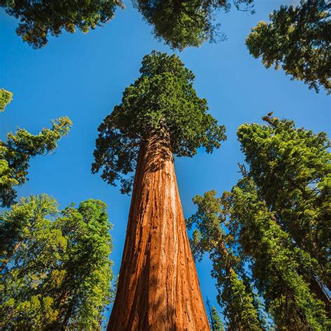 Arborele Sequoia Sequoia