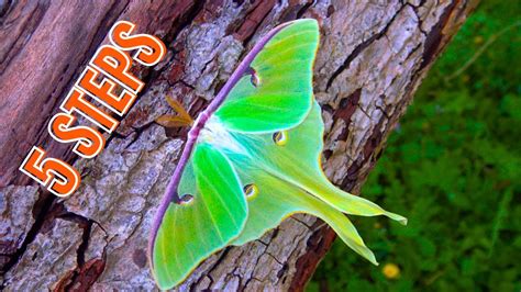 Luna Moth Care Breeding Tutorial 5 Steps Actias Luna Youtube