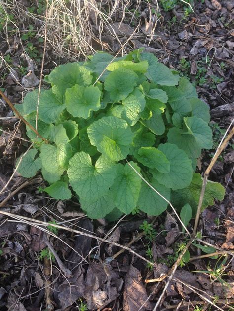 How To Identify Garlic Mustard Foraging For Wild Edible
