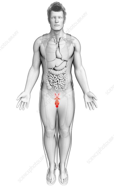 male reproductive system illustration stock image f017 0771 science photo library